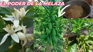 MELAZA! Como Elaborar la Melaza Proceso Completo Mayor Floración y Frutos FERTILIZANTE ORGÁNICO