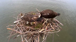 Osprey Cam Highlights 2016