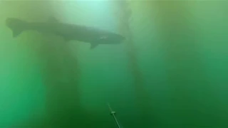 Spearfishing Santa Barbara: sheephead and broadnose sevengill shark