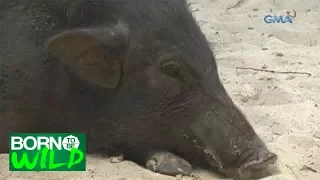 Born to be Wild: Unusual behavior of wild boars