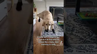 Hilarious video of puppy trying on snow boots ❄️🥾 #golden #retriever #dog #puppy #funny