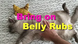 Cat: Belly Rubs? Yes Please! | Enjoying The Star Treatment