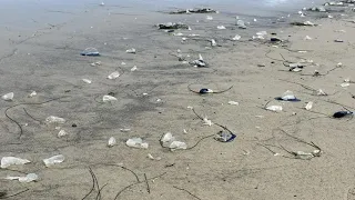 What are those things washing up on the beach?