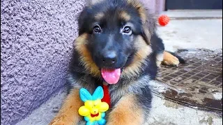 Funny German Shepherd puppy.ВЕСЁЛЫЙ ЩЕНОК Немецкой овчарки.Odessa.