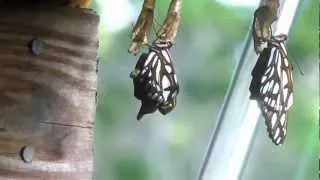 Life Cycle of butterfly.wmv