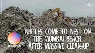 Sea turtles return to nest again on this once trashed beach in Mumbai
