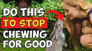 How I Got My Rabbit To Stop Chewing My Things For Good & How You Can Do It Too