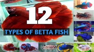 12 Types of Betta Fish 2020 II World most Beautiful Creature II