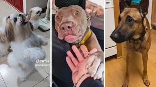 Laughing Guaranteed! 🐶 Cute and Funny Dog Videos Compilation 🤣