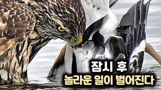 참매의 오리사냥!! 그런데 잠시후 엄청난 일이 벌어집니다!!ㄷㄷ Duck hunting by a goshawk