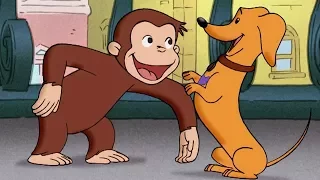 Jorge el Curioso en Español 🐵Un Perro de la Realeza 🐵 Episodio Completo 🐵 Caricaturas Para Niños