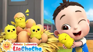 Lagu Menghitung Ayam Kecil 🐣| Lima Ayam Kecil | LiaChaCha ☀️| Lagu Anak | LiaChaCha Bahasa Indonesia
