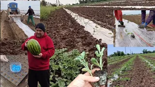 Вирощування Кавуна від посіву до збору🍉