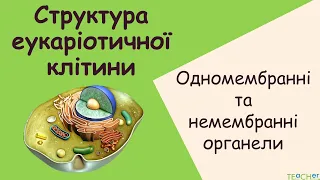 Структура клітини. Одномембранні  і немембранні органели