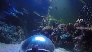 4K Vlog | 3 Year Anniversary Trip | Shreveport Aquarium