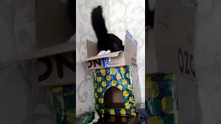 Black cat hopped into the box / Чёрный кот Марик запрыгнул в коробку