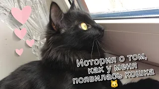 ИСТОРИЯ О ТОМ, КАК У МЕНЯ ПОЯВИЛАСЬ КОШКА МИШЕЛЬ 😻