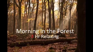 Morning in the Forest: 4 HOURS of Relaxing Nature Music Birds Sounds