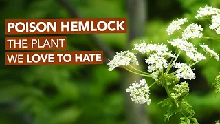 Poison Hemlock — The Plant We Love To Hate