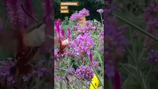 Hummingbird Moths In Slow-Mo Flight