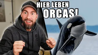 ORCAS in freier Wildbahn SEHEN! - HIER ist es möglich... | Robert Marc Lehmann