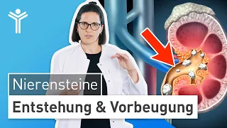 Nierensteine – Was tun? Entstehung und Vorbeugung einfach erklärt