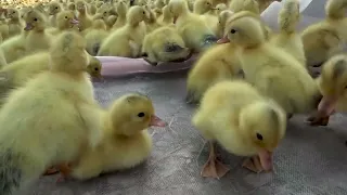 Duck | Vòng Đời Của Vịt Con Đến Đẻ Trứng | Duck's Life Cycle .Thanh Hoai KG