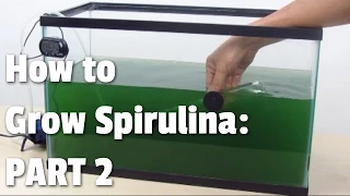 How to Grow Spirulina | Part 2