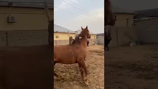 Жылқы деген текті жануар ғой шіркін. 👑🇰🇿