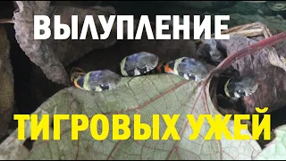 Tiger keelbacks hatching out (Вылупление тигровых ужей)