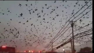 Хичкок отдыхает! Жители Техаса сняли на видео нашествие тысяч чёрных птиц