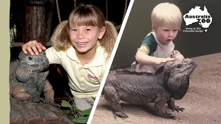 We say goodbye to our sweet iguana Rhino | Australia Zoo Life