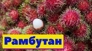 Рамбутан  | Как это сделано