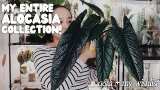 my alocasia collection + a few on my wishlist!