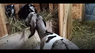 Обзор моих коз , ругаю козла .#англонубийскиекозы