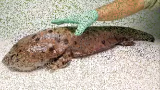 Researchers find fossil of 'Super Salamander' species