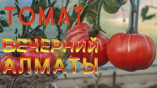 Помидор Вечерний Алматы. Отличный сорт томата ! #помидоры #томаты #сорт #вечерний алматы