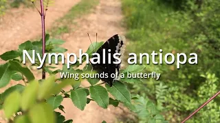 Nymphalis antiopa, Butterfly wing flap sounds !