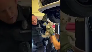 Indiana State Troopers save adorable kitten stuck behind police car's grille
