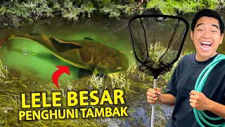 PENANGKAPAN LELE BESAR PENGHUNI TAMBAK! BAWA PULANG TARO KOLAM!