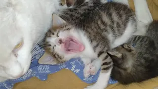 Mother Cat Hissing At Her Kitten To Protect Her Cat Food