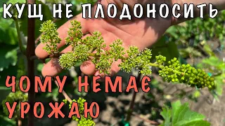 ЧОМУ НЕМАЄ УРОЖАЮ. НЕ ПЛОДОНОСИТЬ КУЩ ВИНОГРАДУ - ПРИЧИНИ ТА ШЛЯХИ ВИРІШЕННЯ