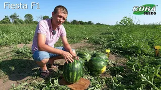 Новий гібрид кавуна Fiesta F1 (CRX 10491) - від Cora Seeds.