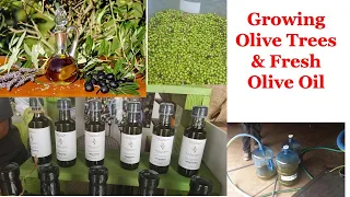 Learn To Grow Olive Trees and Fresh Olive Oil