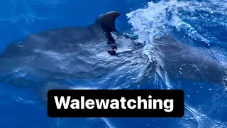 Wale 🐳 Anschauen auf Teneriffa - War es das Wert?