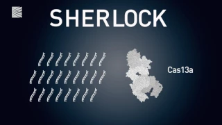 Sherlock: Detecting disease with CRISPR