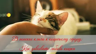В поисках ключа к кошачьему сердцу  Как завоевать любовь кошки How to win the love of a cat