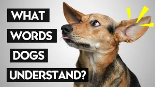 What Do Human Voices Sound Like To Dogs?