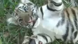 3 BABY TIGERS MAKE FOR CUTENESS OVERLOAD