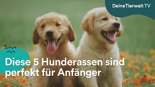 Ruhig & für Anfänger geeignet: Diese 5 Hunderassen überzeugen